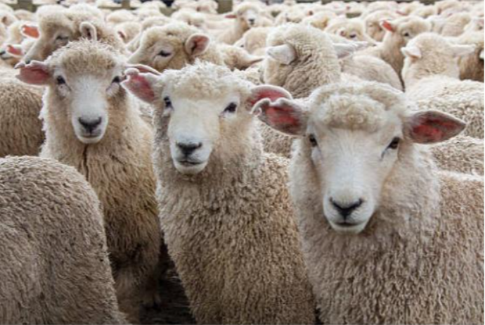 Azərbaycan Gürcüstandan qoyunları neçəyə alır - MƏBLƏĞ | FED.az