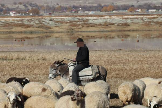 Azərbaycanda çoban 1 milyon manata yaxın yeyinti ittihamı ilə həbs edilib | FED.az