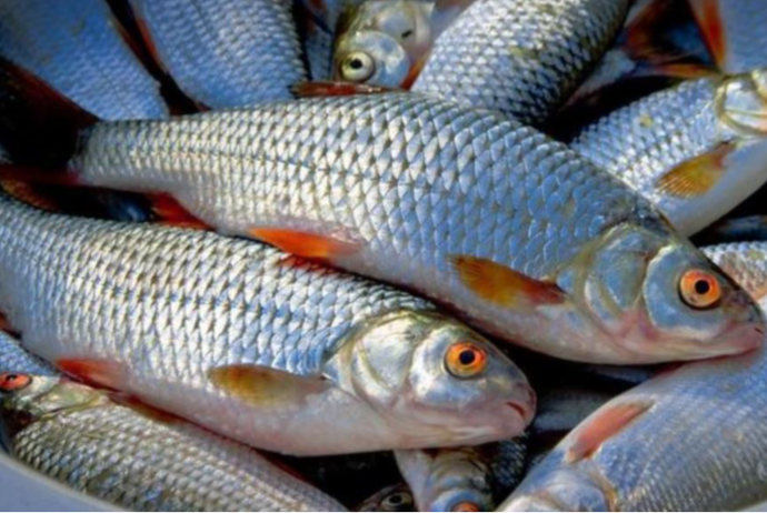 Balıq məhsulları kənd təsərrüfatı məhsullarına bərabər tutulacaq | FED.az