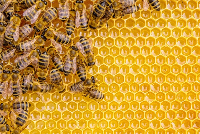 Hər arı ailəsi orta hesabla - 11 KİLO BAL VERİR | FED.az