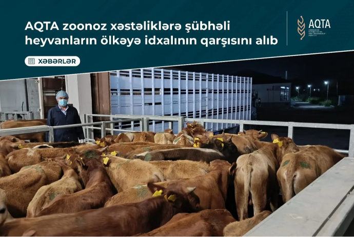 Gürcüstandan Azərbaycana gətirilən heyvanlarda xəstəlik tapıldı | FED.az