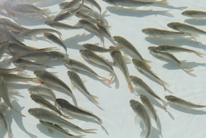 "Kiçik Qızılağac Balıqartırma Təsərrüfatı"  təşkilati-hüquqi formasını dəyişir. | FED.az