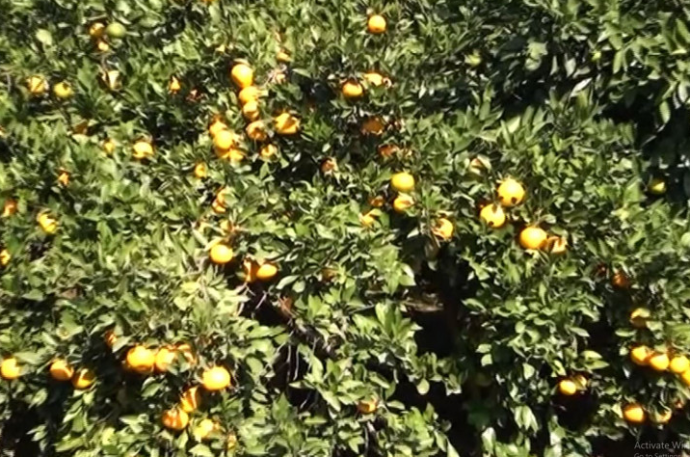 Naringi də ucuzlaşıb, qiymət düşüb - ALICI YOXDUR - VİDEO | FED.az