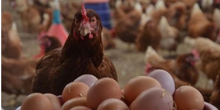Gömrük Komitəsindən yumurtanın qiyməti - AÇIQLAMASI | FED.az