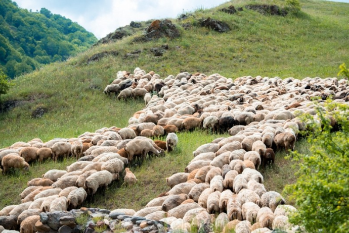 Kəlbəcər yaylaqlarına qoyunçuluq və arıçılıq təsərrüfatları - Köçürülüb | FED.az