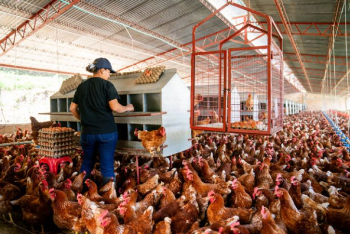 "FHN-in qərarı dəyişməsə, təsərrüfatımız məhv olacaq, insanlar işsiz qalacaq” | FED.az