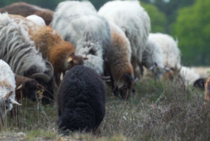 Azərbaycanda inək və qoyunun sayı niyə azalır? - VİDEO | FED.az