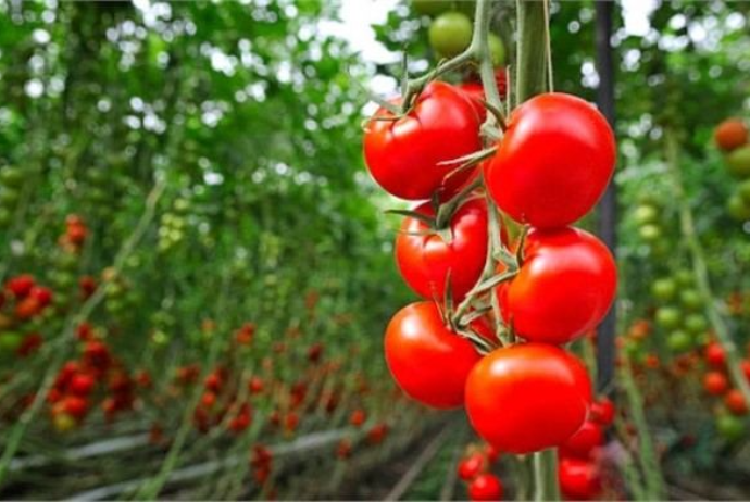 2022-ci ildə Azərbaycanda "parnik"lərdə pomidor istehsalı - 8% ARTIB | FED.az