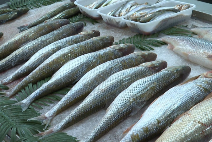 İranda müharibə Azərbaycanda balığın qiymətini - BAHALAŞDIRDI - VİDEO | FED.az