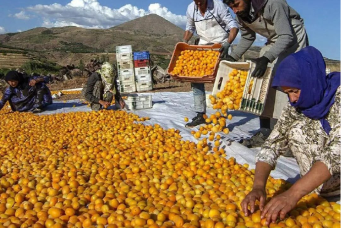 Bu il Azərbaycan ərik ixracını 3 dəfədən çox artırıb | FED.az