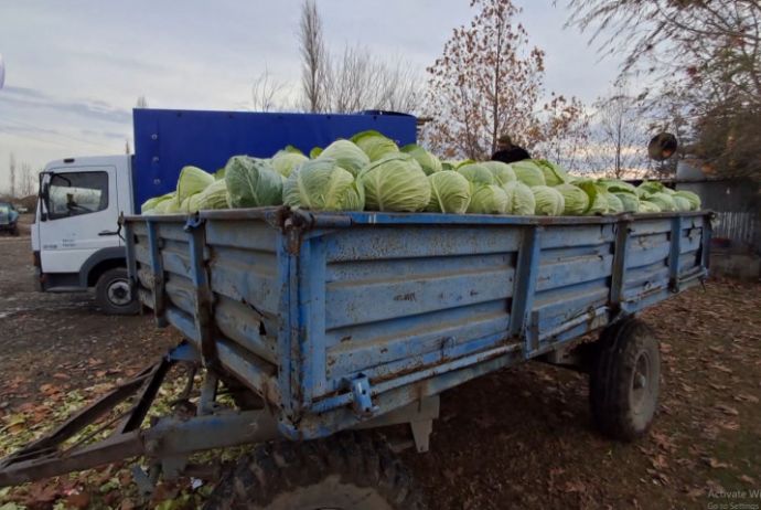 Kələm sahələrdə qalıb - Fermerlər ÇARƏSİZDİR - VİDEO | FED.az