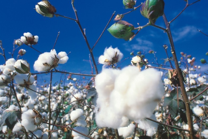 Pambığın ucuzlaşmasından şikayətlənən “P-AQRO” MMC-nin ixrac gəlirləri – 25% ARTIB | FED.az