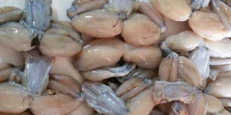 В Сальянском районе открылась ферма по выращиванию съедобных лягушек | FED.az