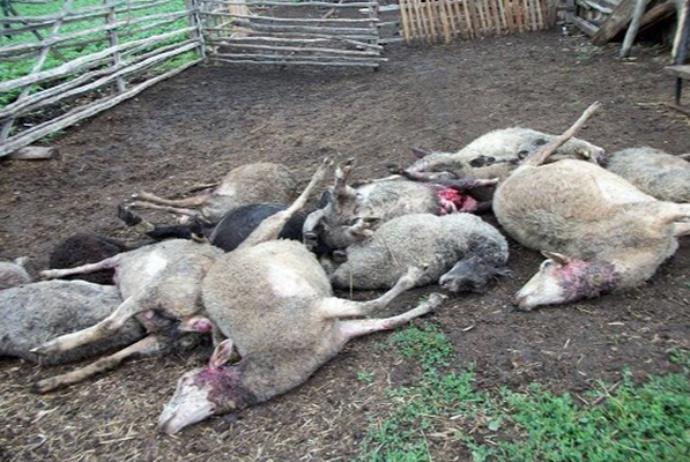 Yırtıcıların tələf etdiyi kənd təsərrüfatı heyvanlarına görə sığorta ödənişi almaq mümkündürmü? - AÇIQLAMA | FED.az