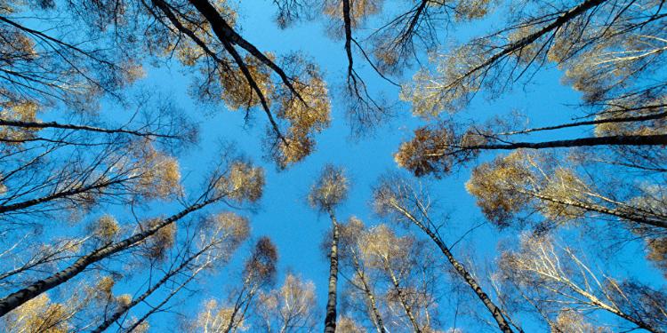 3 günlük proqnoz açıqlandı: Temperatur yüksələcək | FED.az