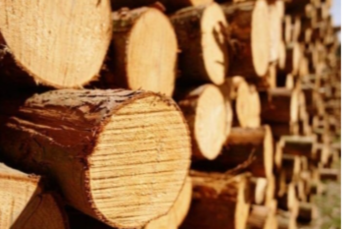 Azərbaycan iki ayda xaricdən 51 milyon dollarlıq oduncaq və oduncaq malları azalıb | FED.az