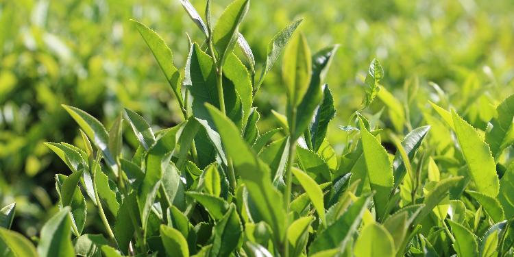 Çay emalı müəssisələri yaradılacaq | FED.az
