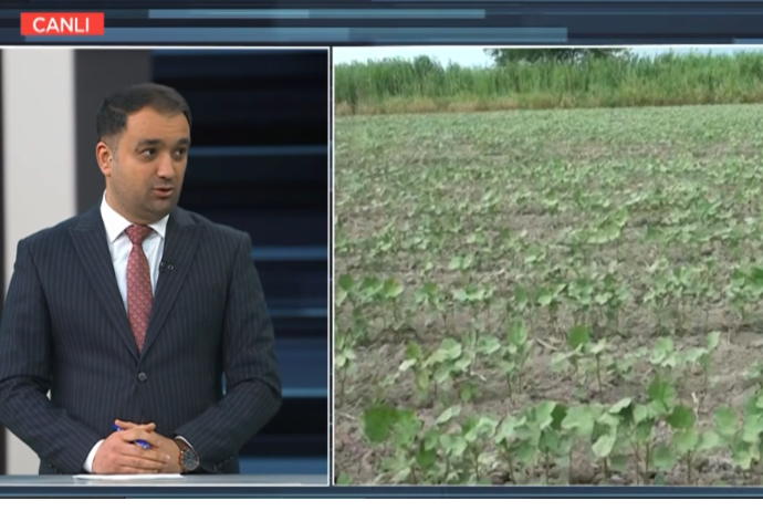 Aqrar sığortada yenilik: Sığortalanan bitkilərin sayı 59-a çatdırılır - MÜSAHİBƏ | FED.az