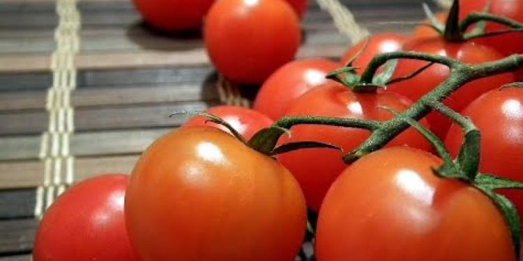 Azərbaycan pomidoru Rusiyada yaxşı satılır | FED.az