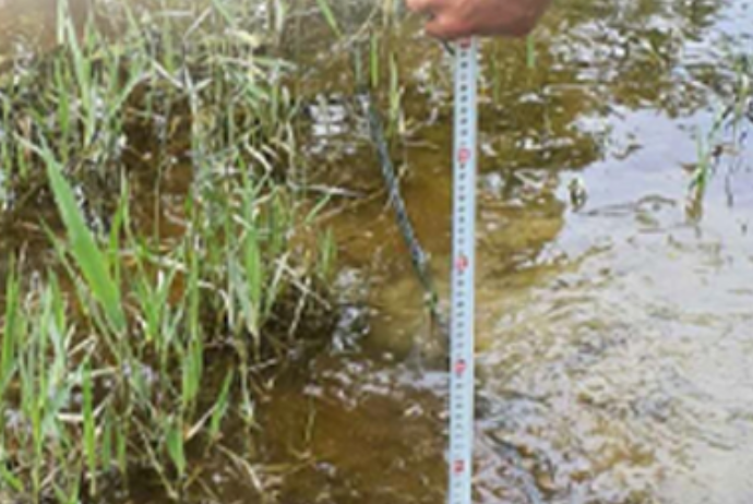 Azərbaycanda yağan güclü yağışlar 2100 hektara yaxın əkin sahəsinə zərər vurub | FED.az