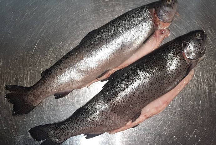 Balıq tutmaq icazəsi üçün "Asan Xidmət"ə müraciət lazımdır - İCAZƏ VƏ BALIQ QİYMƏTLƏRİ - SİYAHI - VİDEO | FED.az