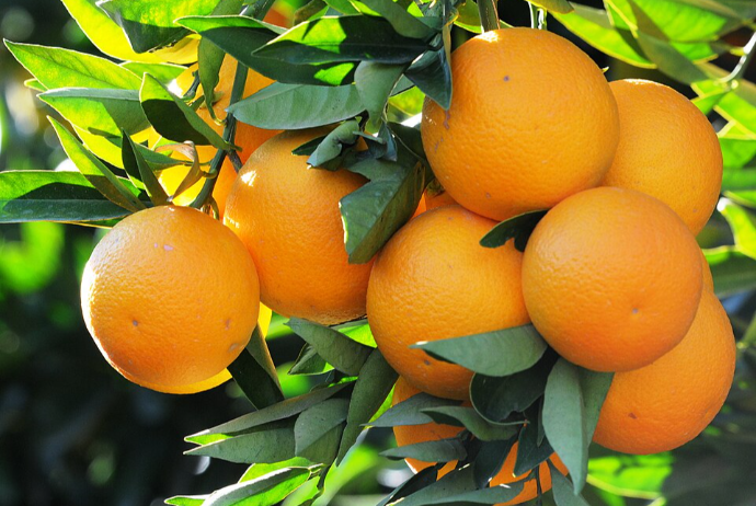 Türkiyədə limon, portağal, mandarin bahalaşacaq - İSTEHSAL 30-50% AZALACAQ | FED.az