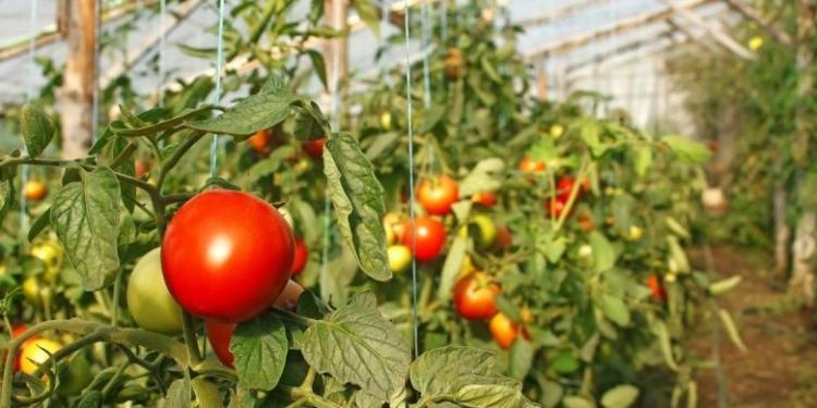 Pomidor əkənlər pul qazanır - 97 MİLYON DOLLAR | FED.az