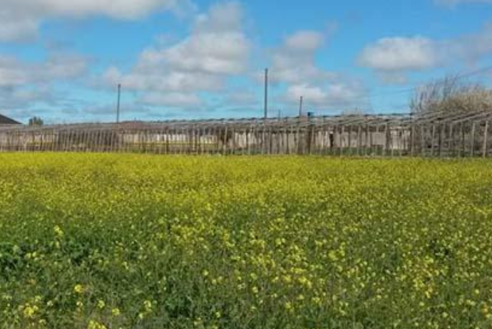 Mərkəzi Banka məxsus torpaq sahələri satışa çıxarılır – SİYAHI | FED.az