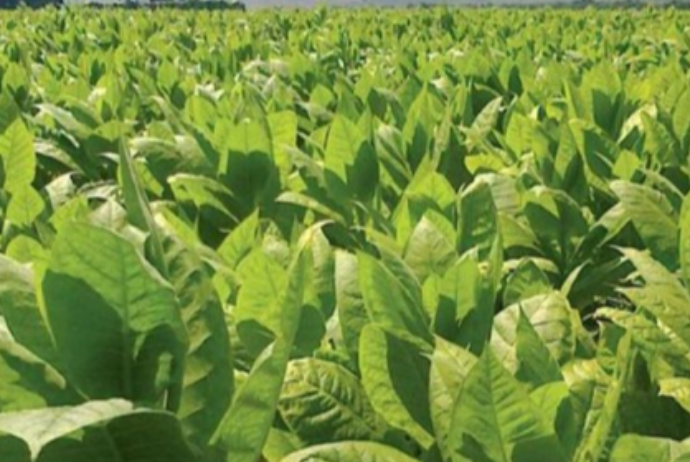 Tütün idxalı 119 milyon dollara çatdı - İLLİK 11% ARTIM | FED.az