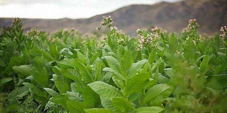 Azərbaycanda bahalı Virciniya tütününün istehsalı - BAŞLANDI | FED.az