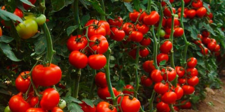 İlham Əliyev pomidor "parnik"lərinin artmasından danışdı- "BİZ GƏRƏK...." | FED.az