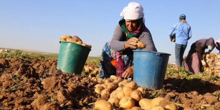 Hökumət kartof istehsalçılarını necə xilas etdi...   | FED.az