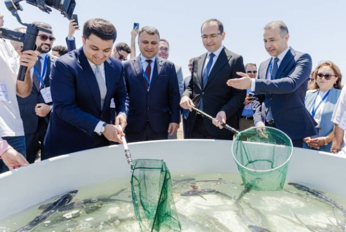 Xəzərə 100 000 nərə və 20 000 Xəzər qızılbalığı buraxılıb | FED.az