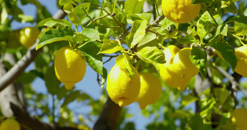İzmırdə limon bağı - 700 MİN TL | FED.az