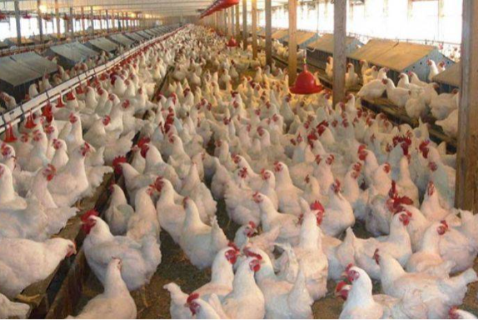 Şirvan və Hacıqabulda quşçuluq klasterləri genişləndiriləcək | FED.az