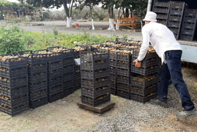 Bu il Lənkəranda yığımına tez başlanılıb, kiloqramı - 1,5 Manatdan Ukraynaya Daşınır | FED.az