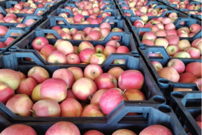 “Fueqo” MMC-nin Türkiyəyə göndərmək istədiyi almalarda uyğunsuzluq aşkarlanıb | FED.az