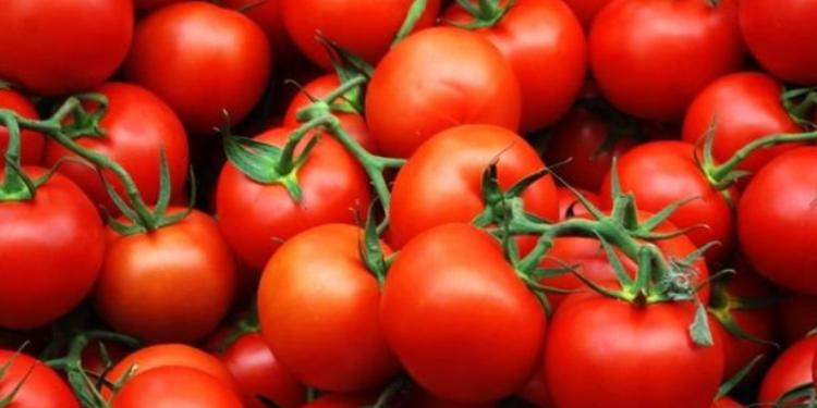 Azərbaycanın xaricə pomidor satışından gəliri - AÇIQLANDI | FED.az