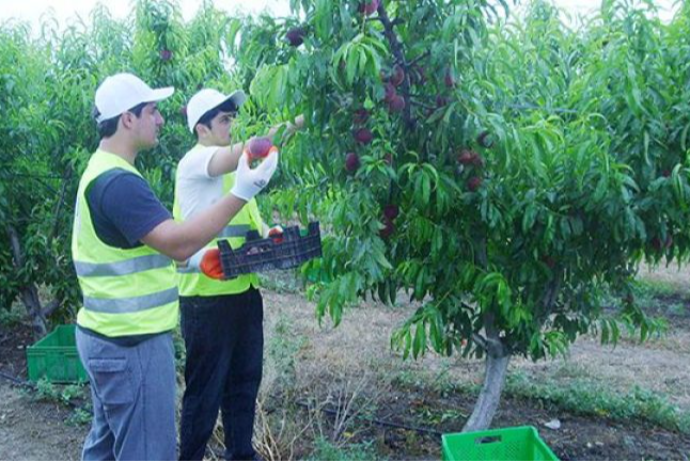 "KUR FRUİT COMPANY"nin növbəti layihəsi emal müəssisəsi yaratmaqdır | FED.az