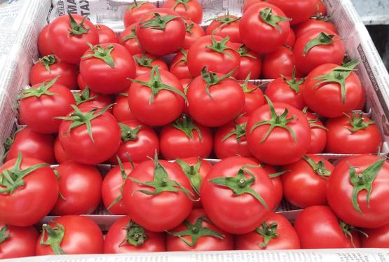 1 ton pomidor 1032 dollar valyuta gətirib
