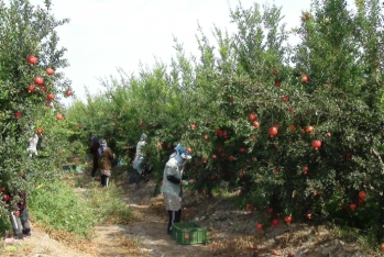 Saatlı narı Avropaya ixrac olunur - FOTOLAR