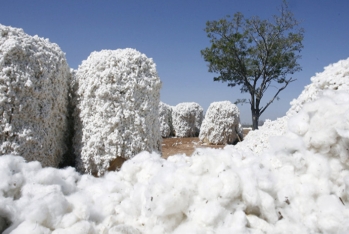 Pambıq lifi ixracı 162 milyon dollar valyuta gətirib - GƏLİRLƏR 9% AZALIB