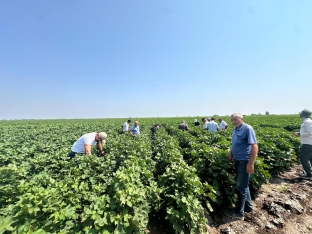 Prime Cotton Yevlax və Beyləqanda fermerlər üçün maarifləndirici tədbirlər keçirib | FED.az