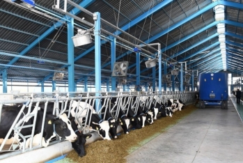 Hökumət: Ətin qiymətinin artmasının səbəbi - HEYVAN YEMİNİN BAHALAŞMASIDIR