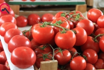 Daha 12 şirkətin Rusiyaya pomidor satmasına - İCAZƏ VERİLDİ - SİYAHI