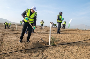 SOCAR Midstream ağacəkmə aksiyası keçirib - FOTOLAR | FED.az