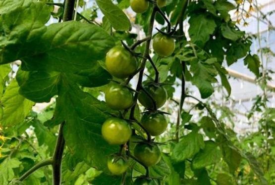 Milli pomidor sortları yetişdirilib - “BƏNÖVŞƏ”, “ŞƏLALƏ” VƏ “ŞAHİN”