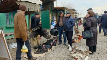 Bayramqabağı bazarlarda hind toyuğuna tələbat artıb - FOTOLAR -  QİYMƏTLƏR | FED.az