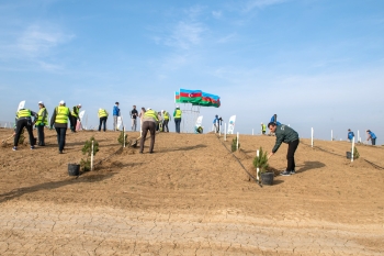 SOCAR Midstream ağacəkmə aksiyası keçirib - FOTOLAR | FED.az