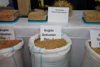 Qusarda Aqrar Biznes Festivalı və toxum sərgi-satış yarmarkası keçirilib - FOTOLAR | FED.az